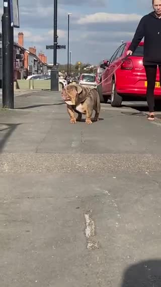 English Bulldog dogs for stud: TYSON OPEN FOR STUD in Birmingham - Video 1