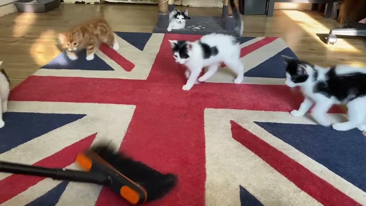 Mixed Breed cats for sale: BEAUTIFUL KITTENS READY FOR THEIR FOREVER HOMES 🐾 - Video 1