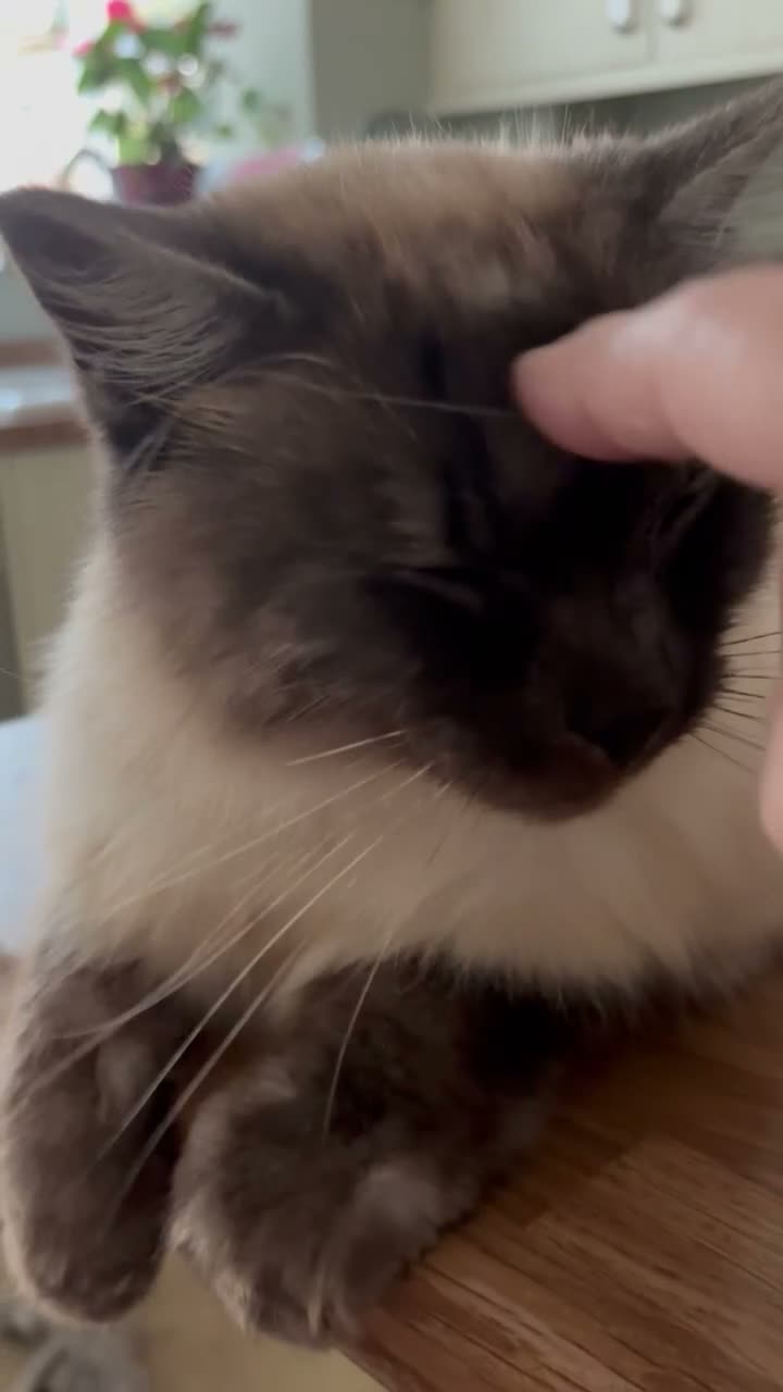 Ragdoll cats for sale: Seal Pointed Ragdoll Boy - Video 1