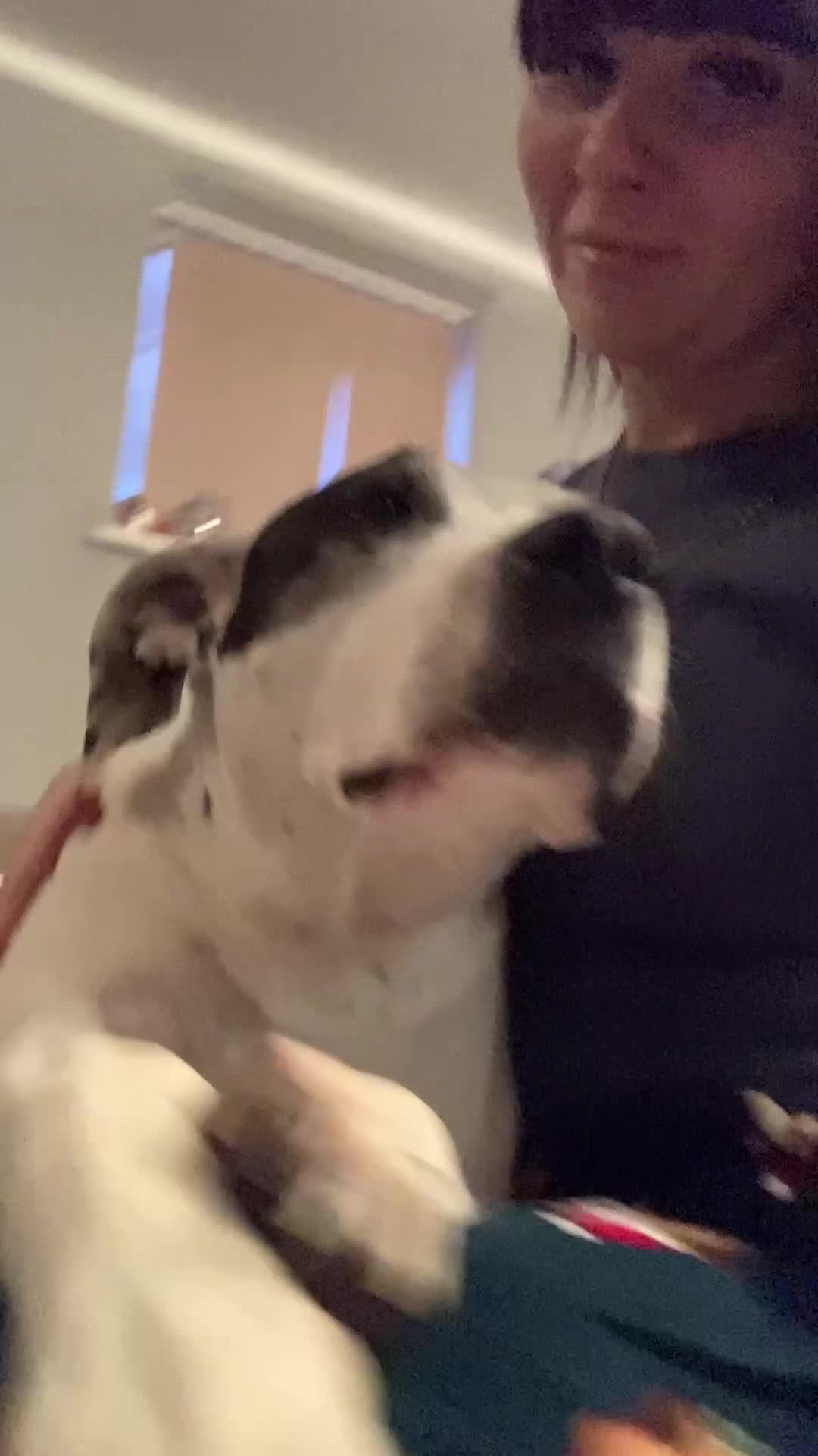 Mixed Breed dogs for sale: Staffy cross Dalmatian  - Video 2