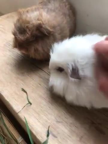 Guinea Pig rodents for sale: Beautiful Swiss guinea pig brothers - Video 2