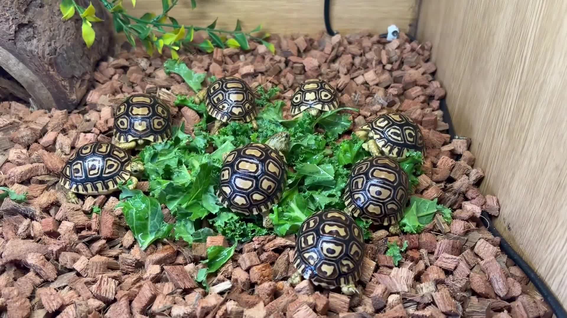 Tortoise reptiles for sale: Leopard Tortoise Hatchlings - Video 1