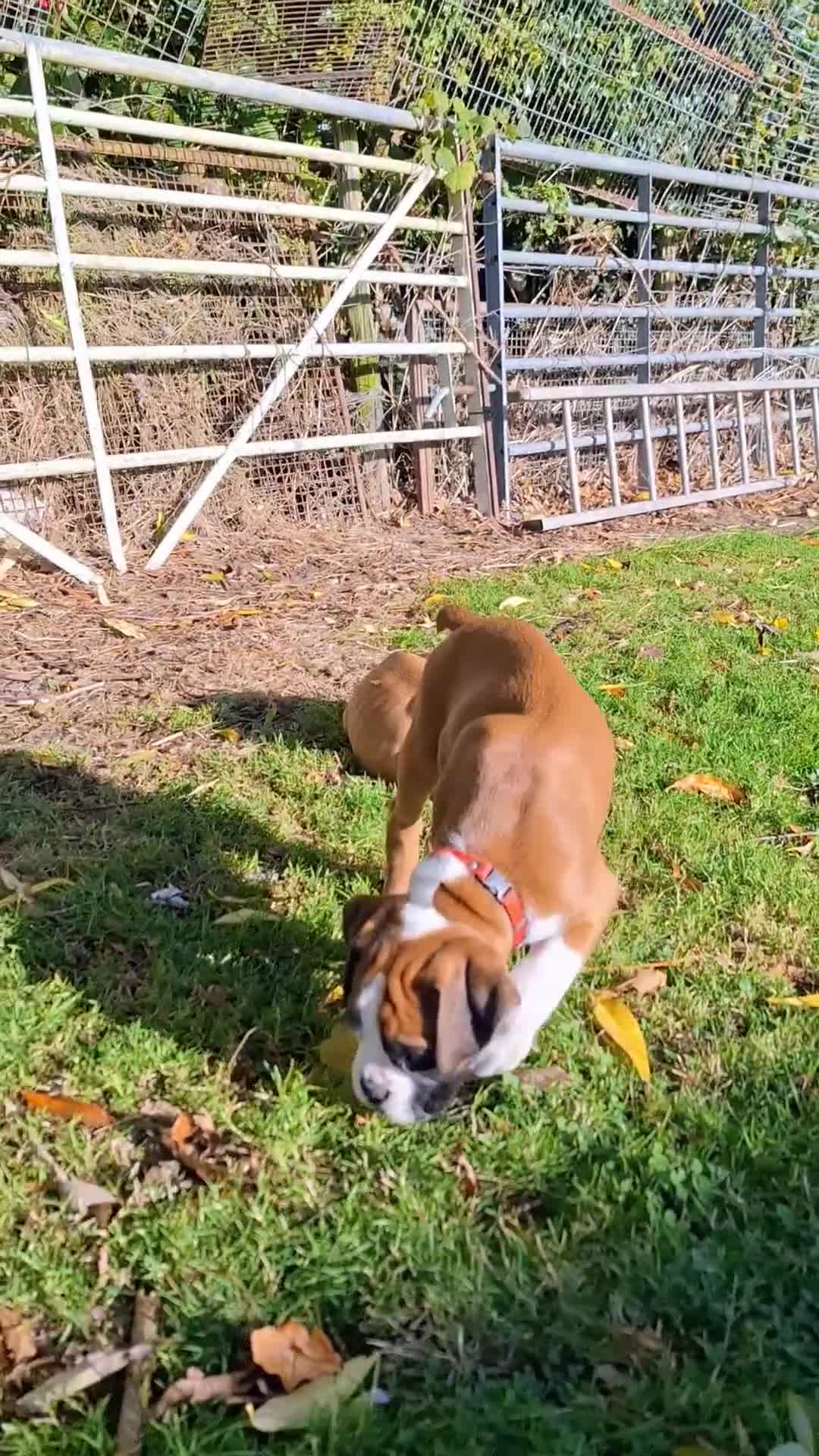 Boxer dogs for sale: Boxer puppies kennel club reg 5 star licence  - Video 1