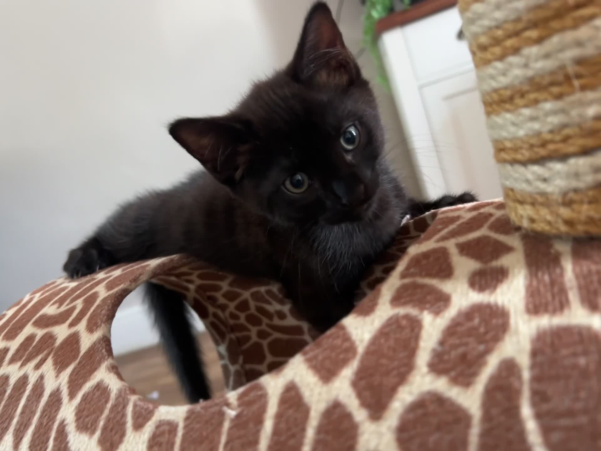 Mixed Breed cats for sale: Half bengal kittens  in Pentre - Video 1