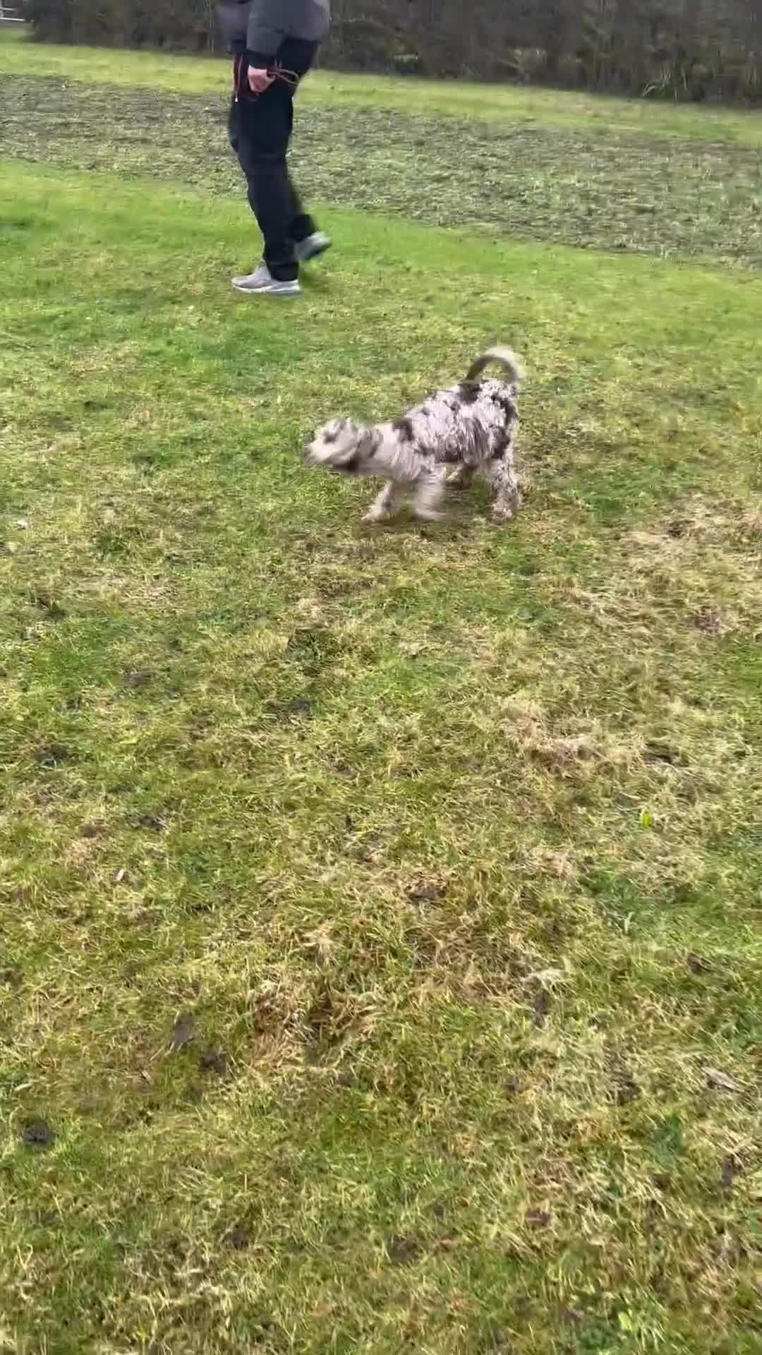 Miniature Poodle dogs for sale: Stunning looking male miniature poodle  - Video 1