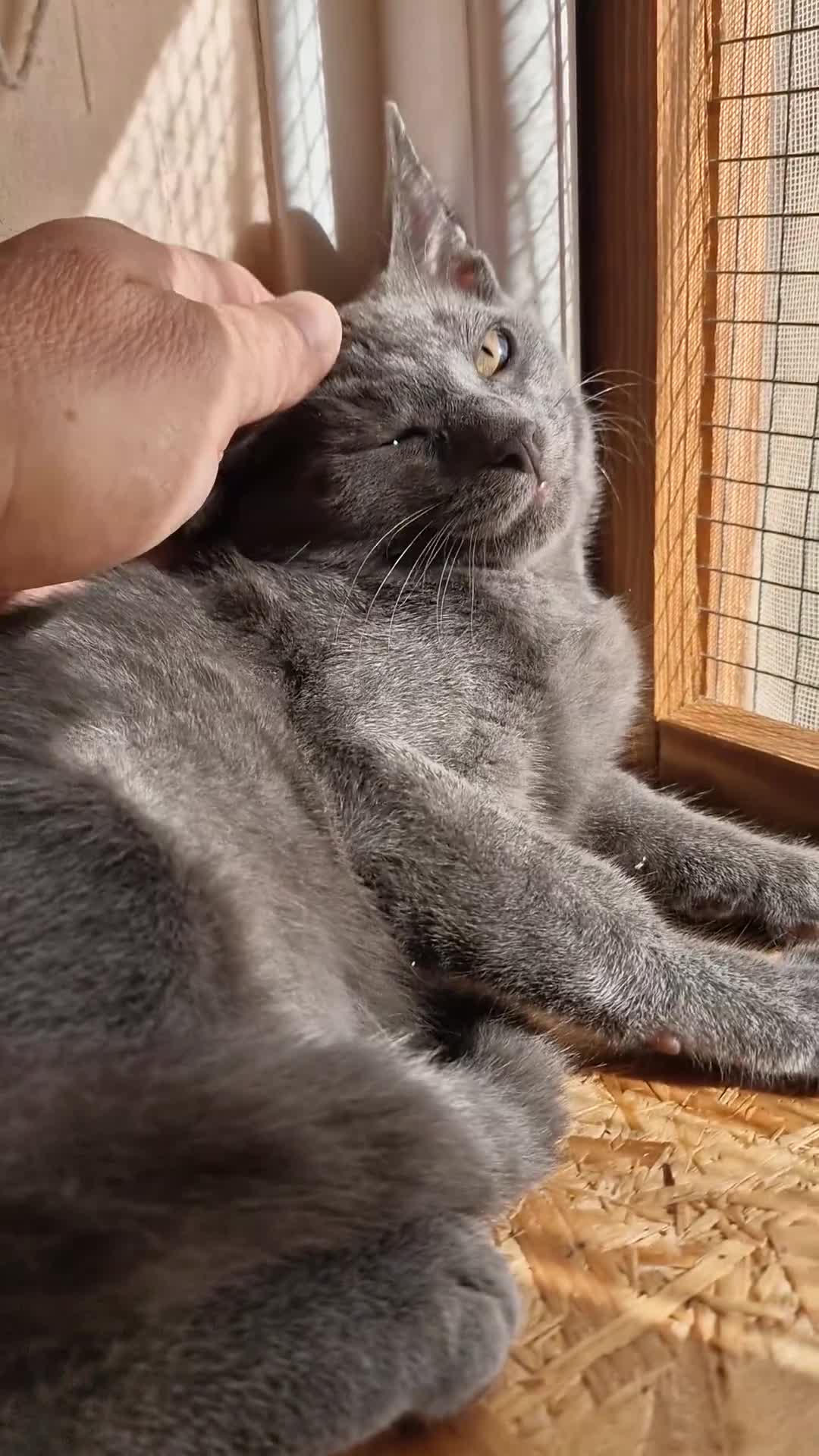Russian Blue cats for sale: Pure Russian Blue Kitten LAST BOY ! - Video 1