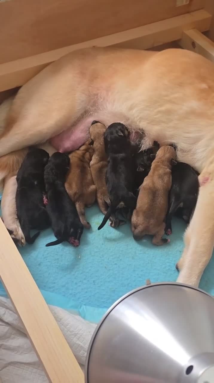 Mixed Breed dogs for sale: Shepkita Puppies - Video 1