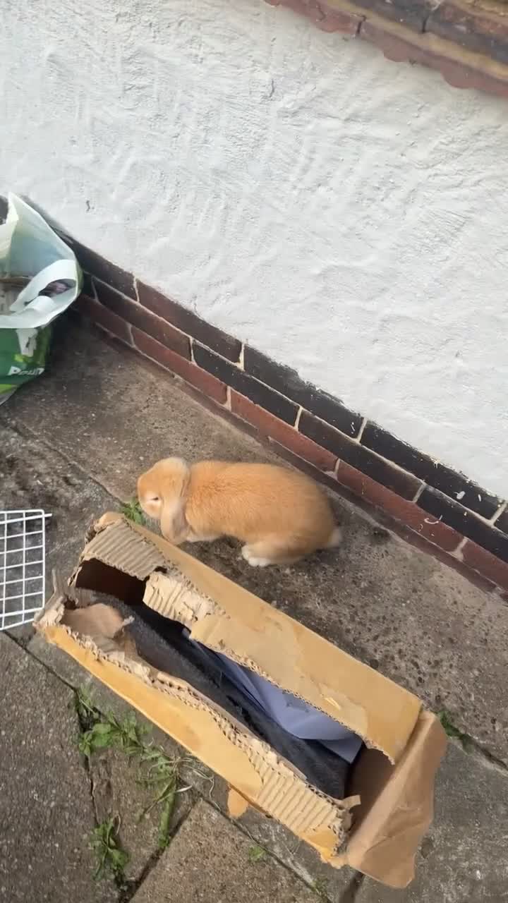 Mini Lop rabbits for sale: READY NOW gorgeous mini lop in Sheffield - Video 1