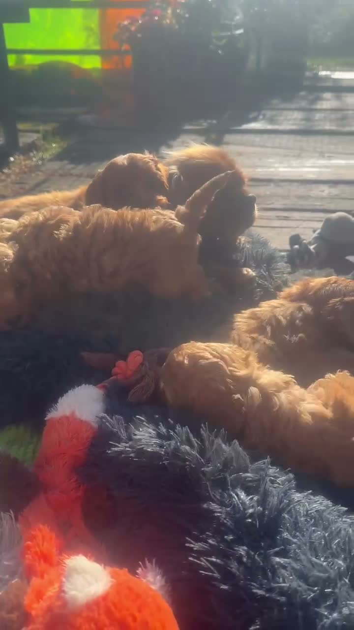 Cavapoo dogs for sale: F1 cavapoo ready for new loving homes  - Video 1