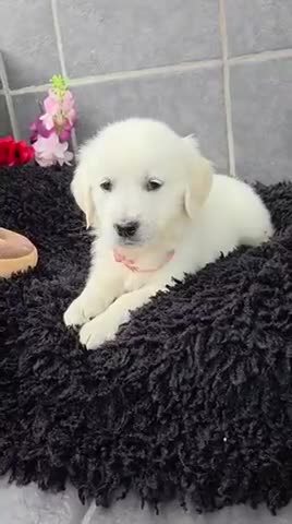 Golden Retriever dogs for sale: Beautiful golden retriever pups  - Video 4