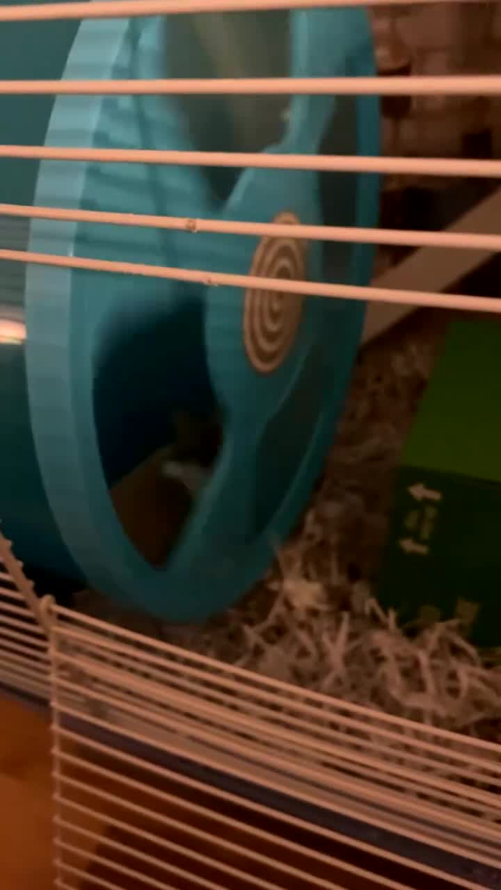 Hamster rodents for sale: Betsy and her accessories - Syrian Hamster - Video 1
