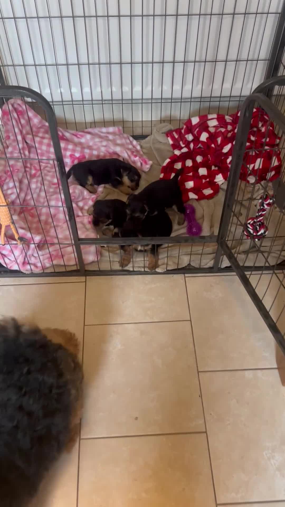 Welsh Terrier dogs for sale: STUNNING WELSH TERRIER PUPPIES AVAILABLE  - Video 1