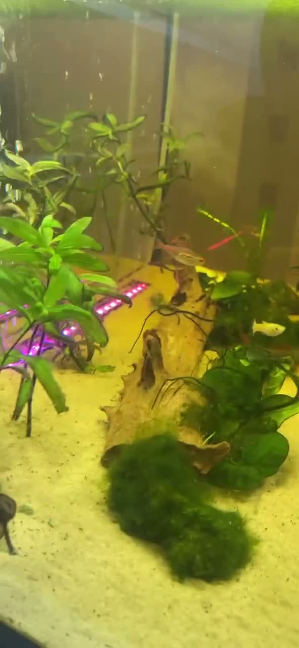 Other/Mixed Breed fish for sale: 105l fish tank, heater, filter . Light and fish in Blackpool - Video 1