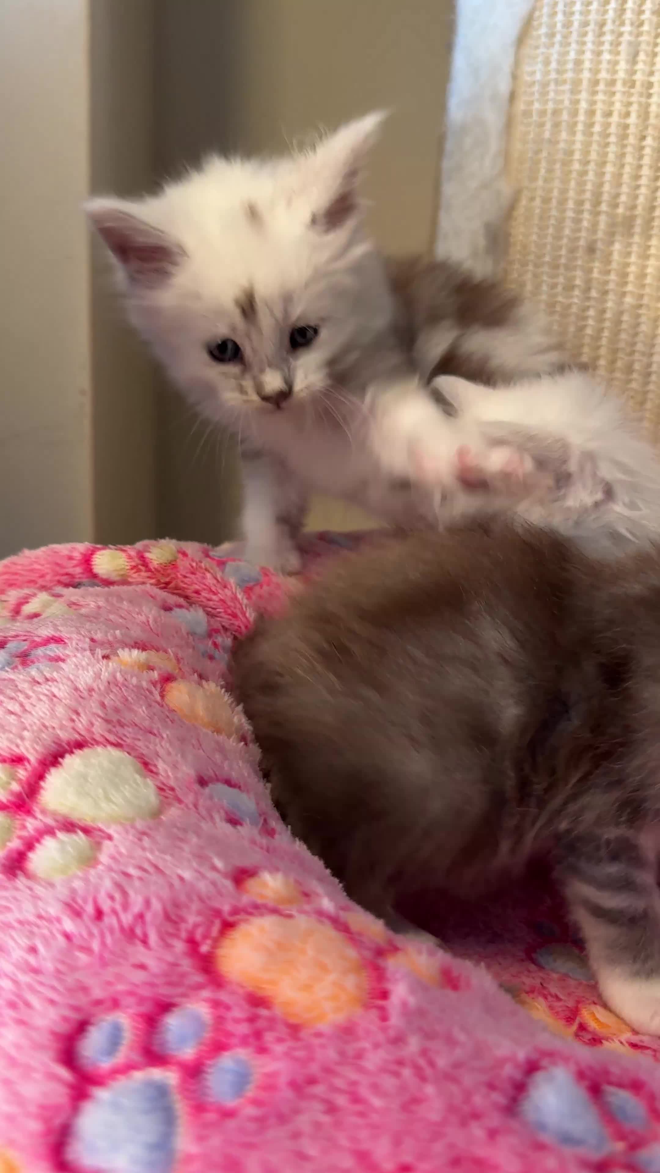 Maine Coon cats for sale: Stunning Shaded Pure Maine Coon Kittens. - Video 1
