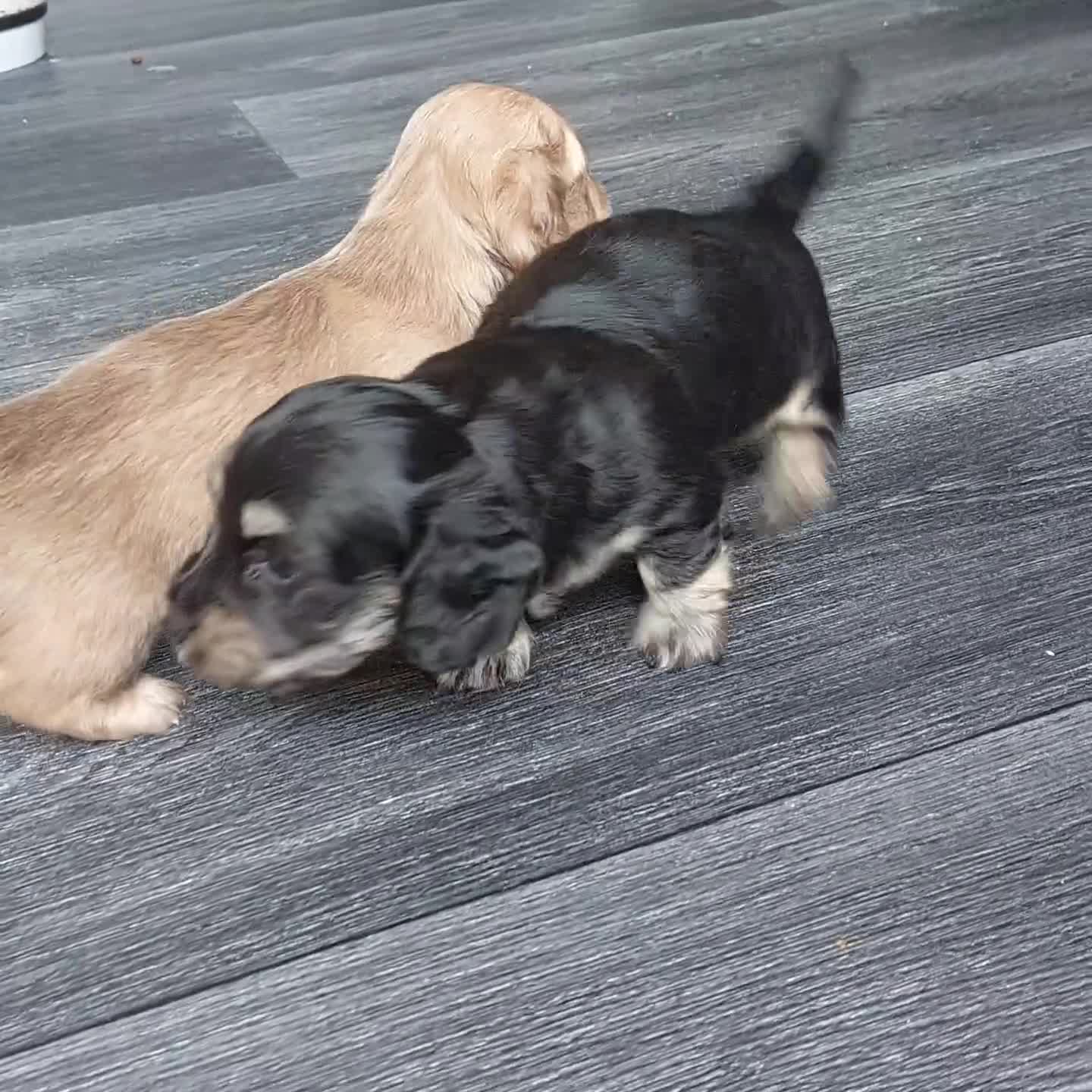 Miniature Dachshund dogs for sale: BEAUTIFUL K C REG PRA CLEAR MINI LONG HAIRED DAXIS - Video 3