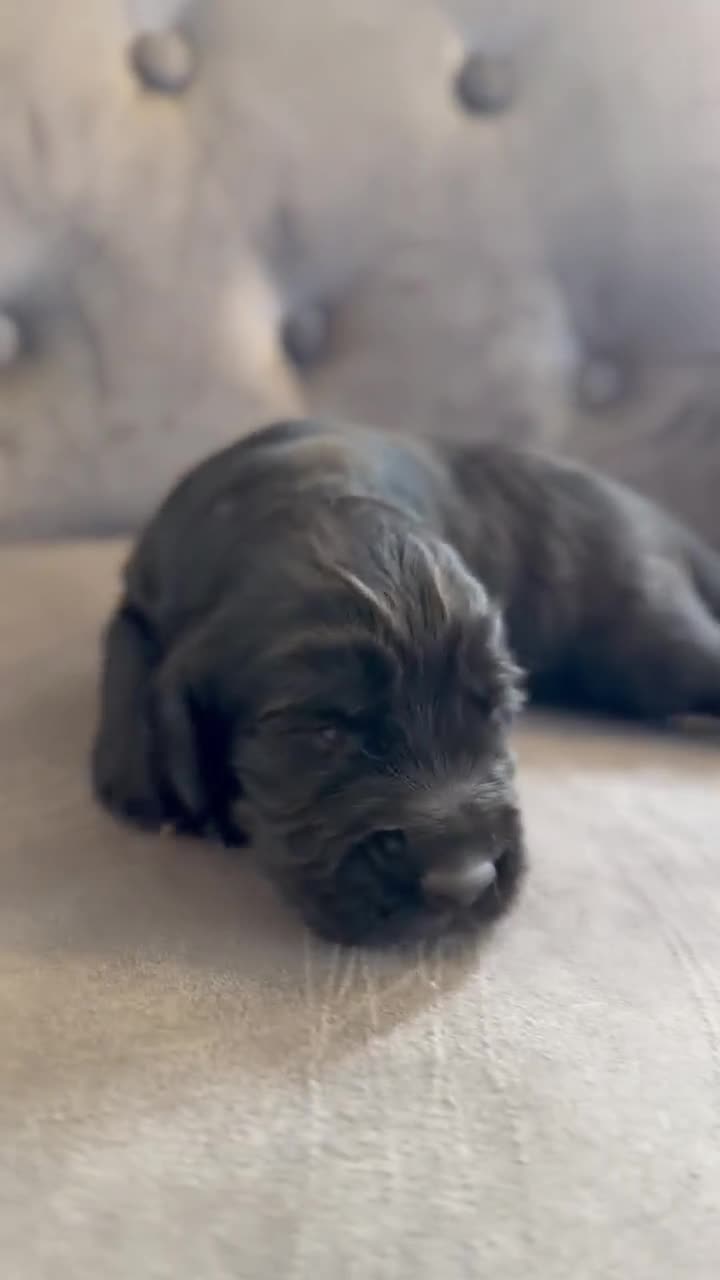 Cocker Spaniel dogs for sale: cocker spaniel puppies  in Kettering - Video 2