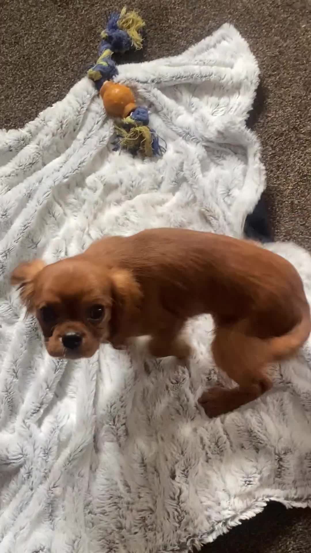 Cavalier King Charles Spaniel dogs for sale: Cavalier King Charles spaniel  - Video 1