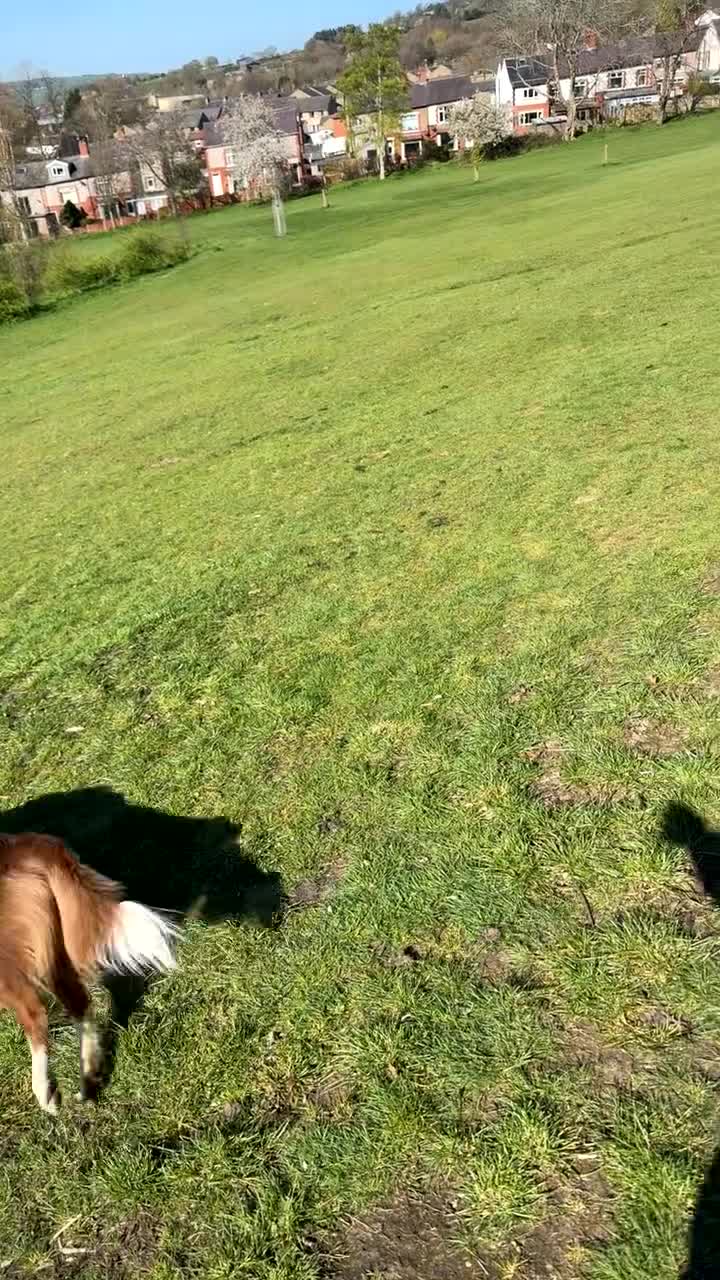 Border Collie dogs for stud: Rex the collie  - Video 1