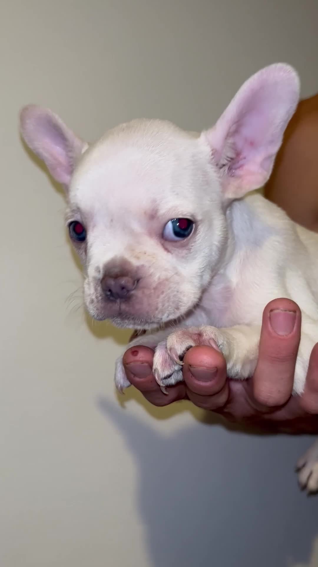 French Bulldog dogs for sale: Beautiful French Bulldog Puppies  in Welling - Video 4