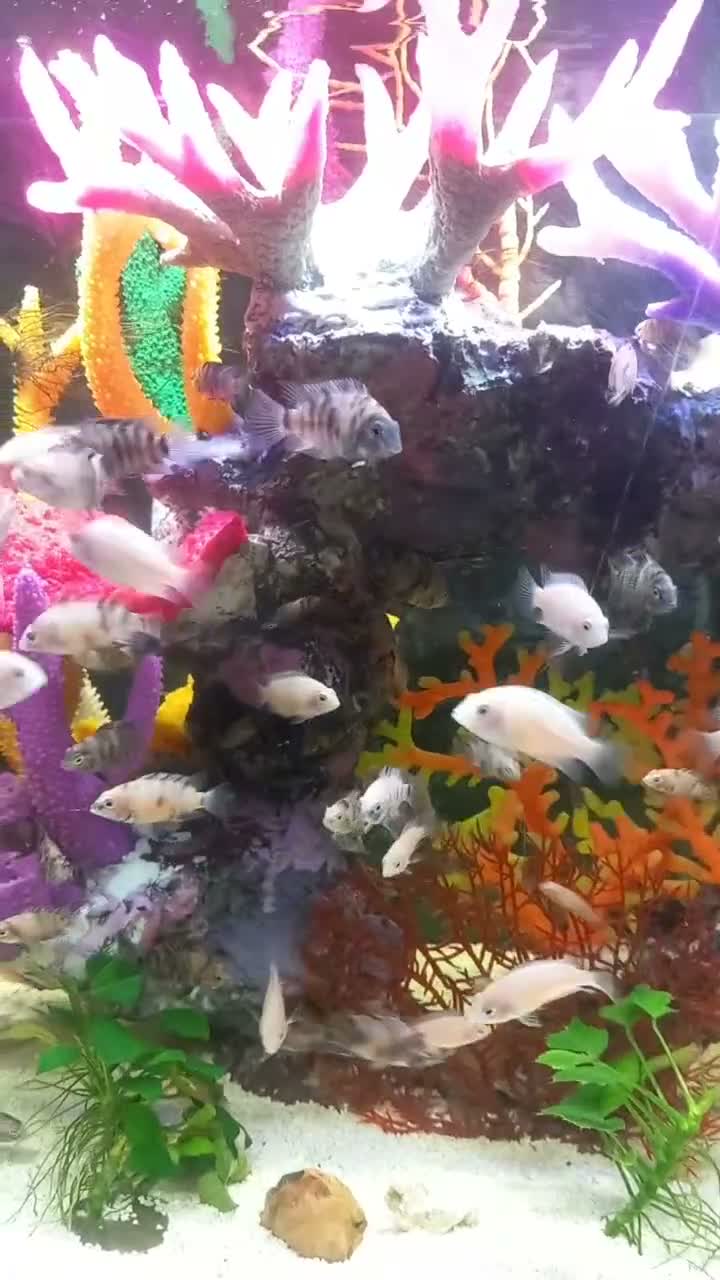 Cichlids fish for sale: Mixed cichlids  - Video 1