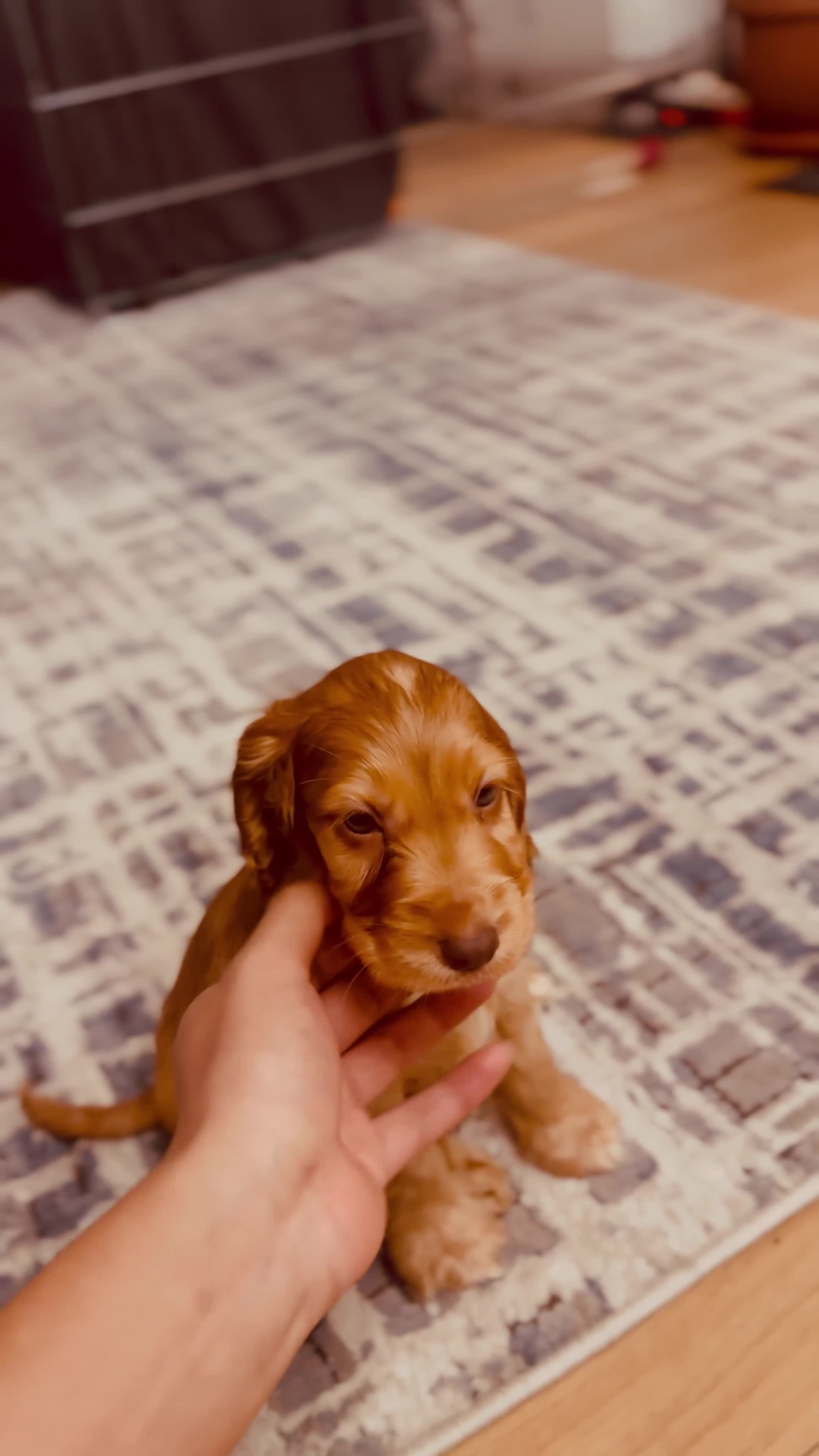 American Cocker Spaniel dogs for sale: Cocker spaniel  (PRICE CAN BE NEGOTIATED) - Video 1