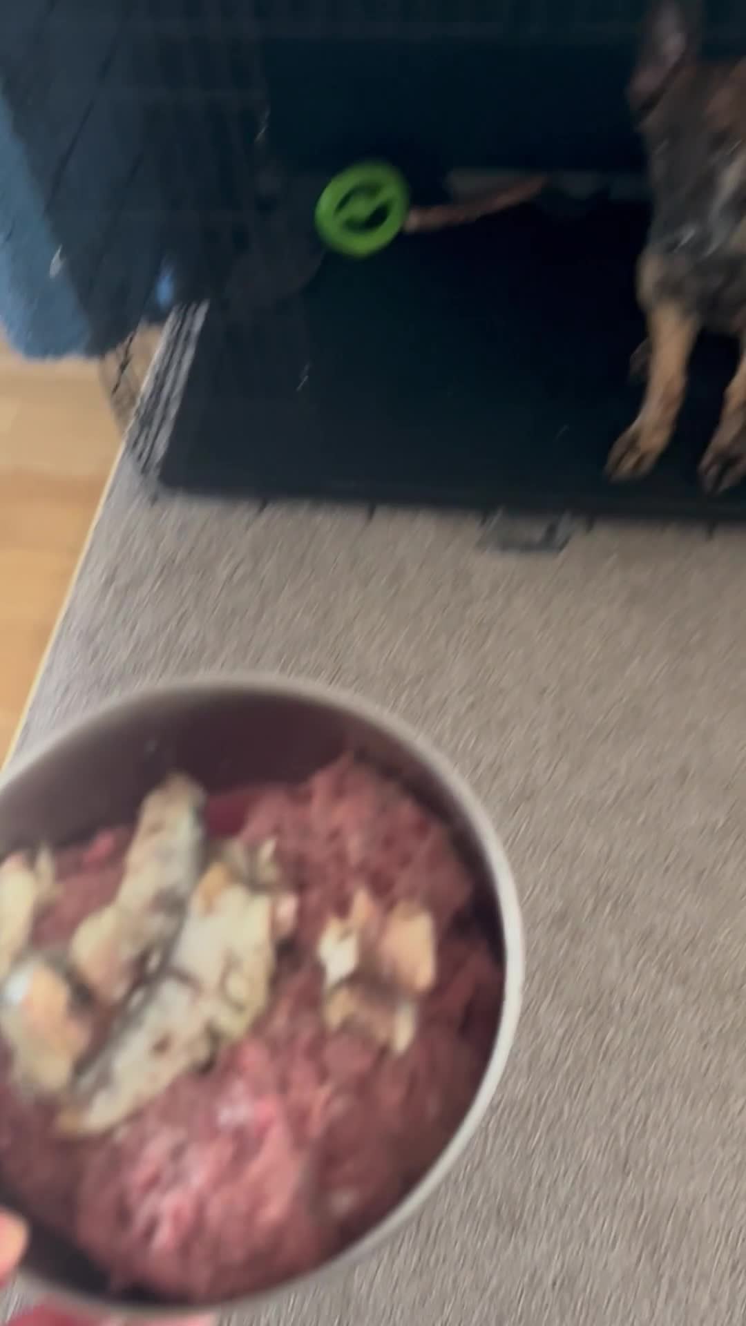 German Shepherd dogs for sale: Dutch herder X GSD  in Wakefield - Video 2