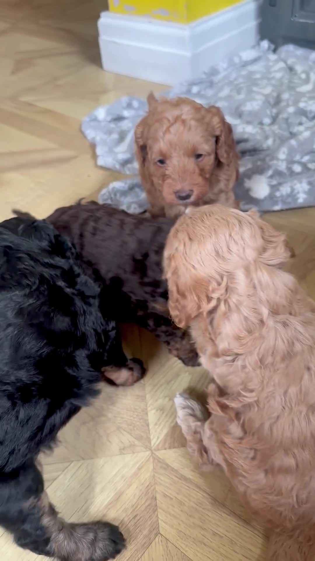 Cavapoo dogs for sale: Beautiful F1b cavapoo puppies - Video 1