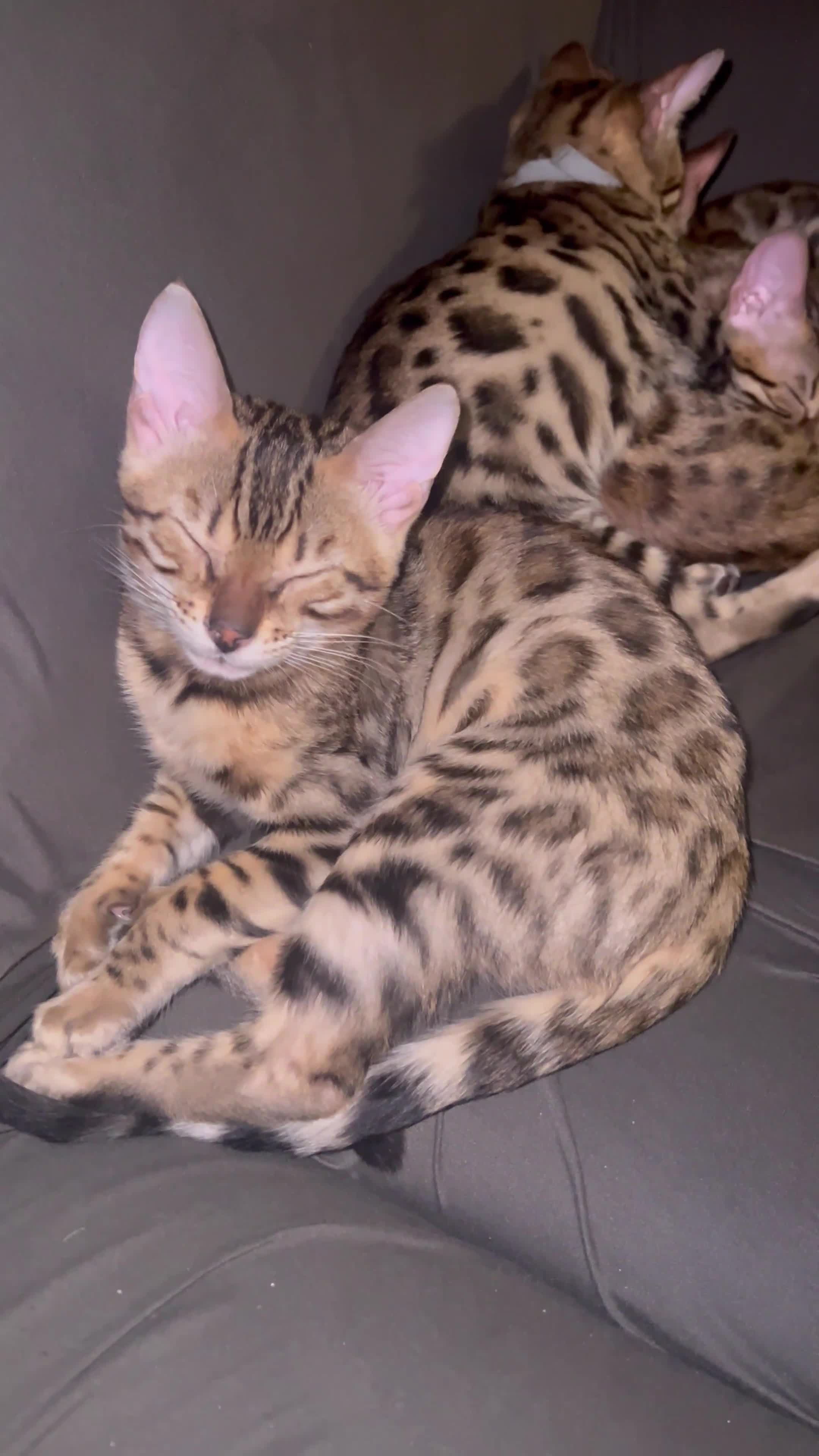 Bengal cats for sale: Stunning bengal cats in Chigwell - Video 3