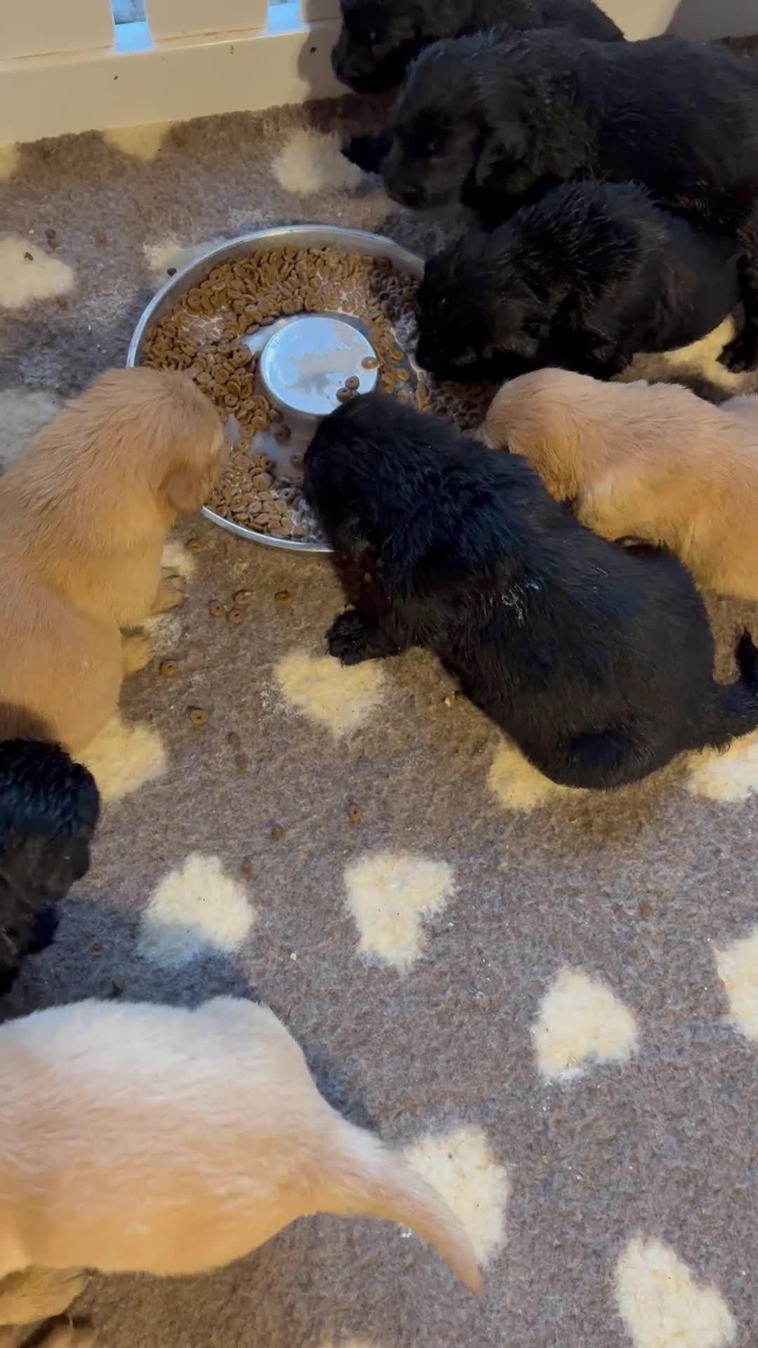 Mixed Breed dogs for sale: Golden flatties ❤️ ONLY LITTER IN UK ❤️ - Video 1