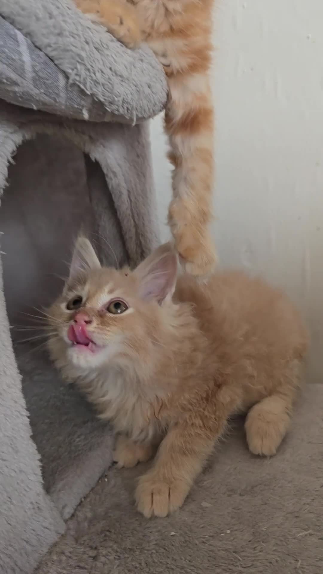 Maine Coon cats for sale: Full Mainecoon beautiful kittens  - Video 5