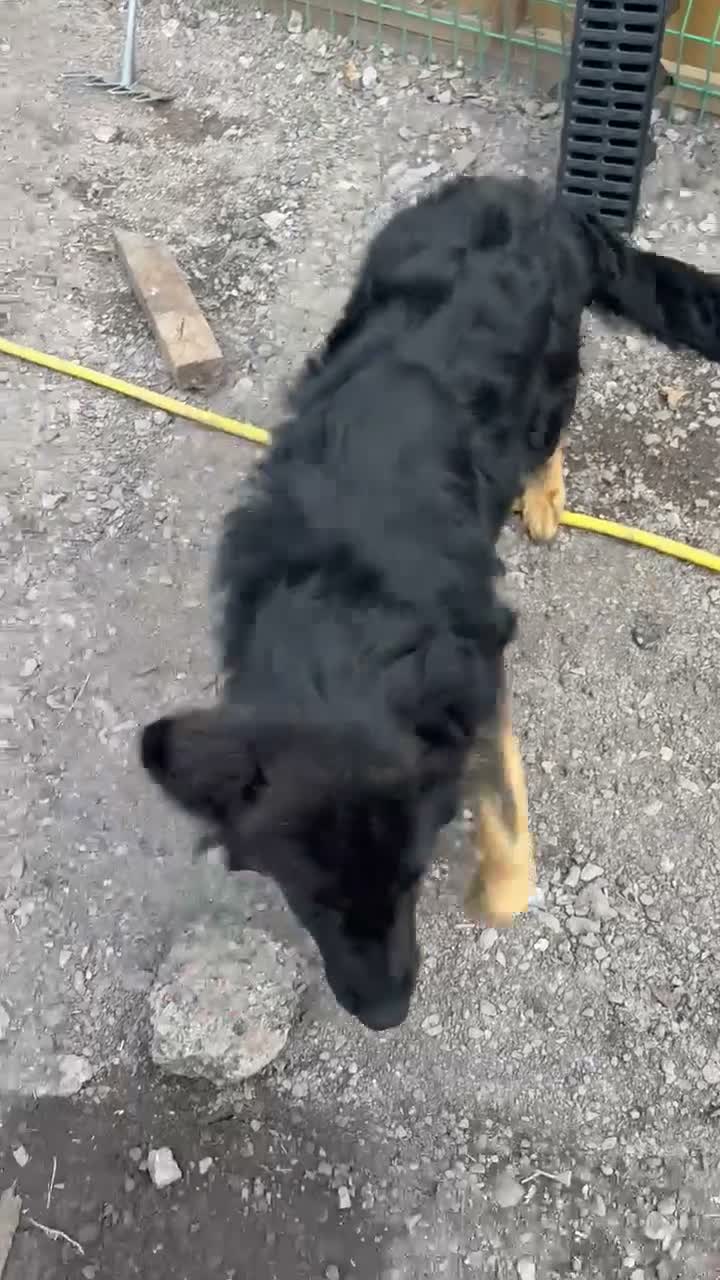 German Shepherd dogs for sale: German shepard pup in Wolverhampton - Video 2