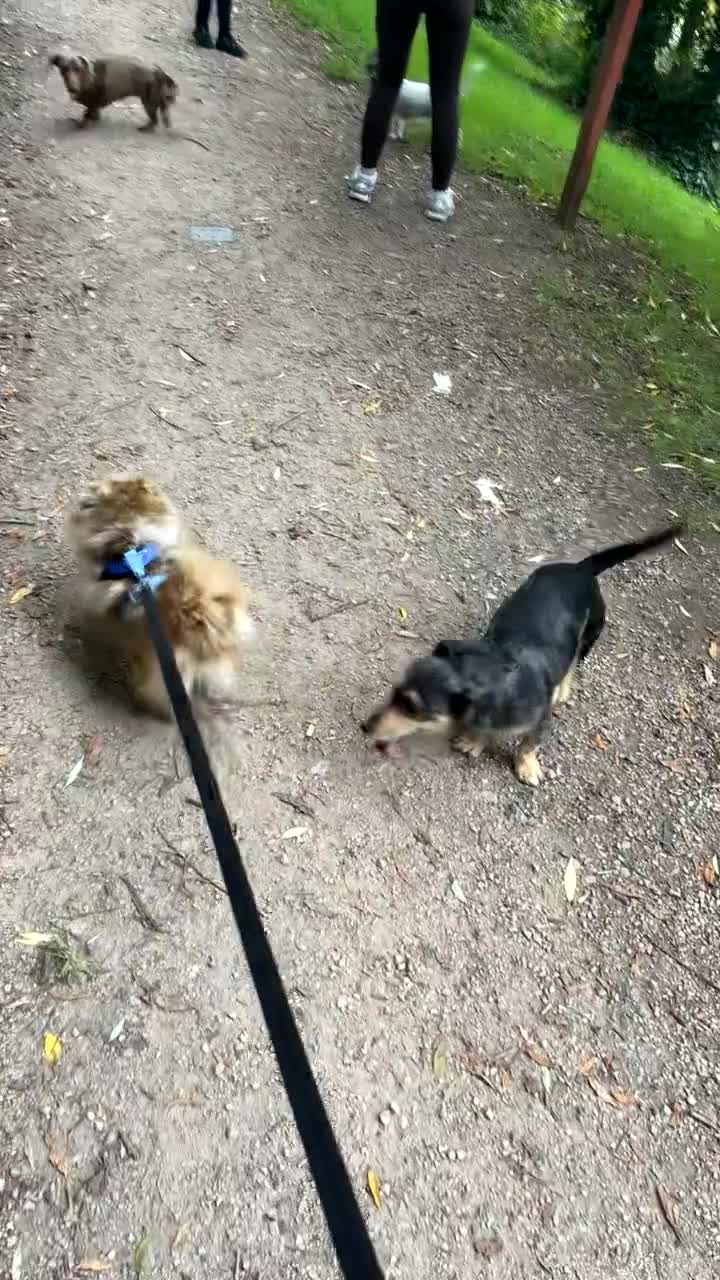 Pomeranian dogs for sale: Merle Pomeranian - Video 1