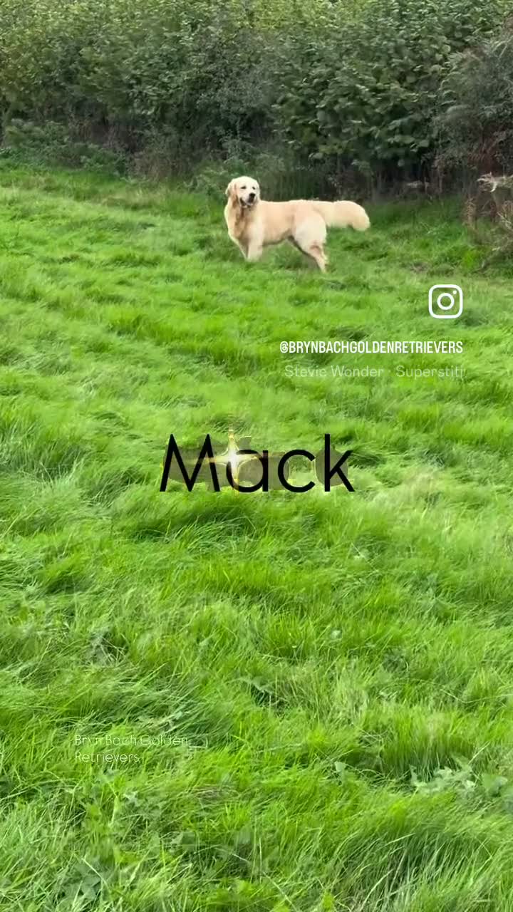 Golden Retriever dogs for stud: Exceptional Proven Stud - Video 2