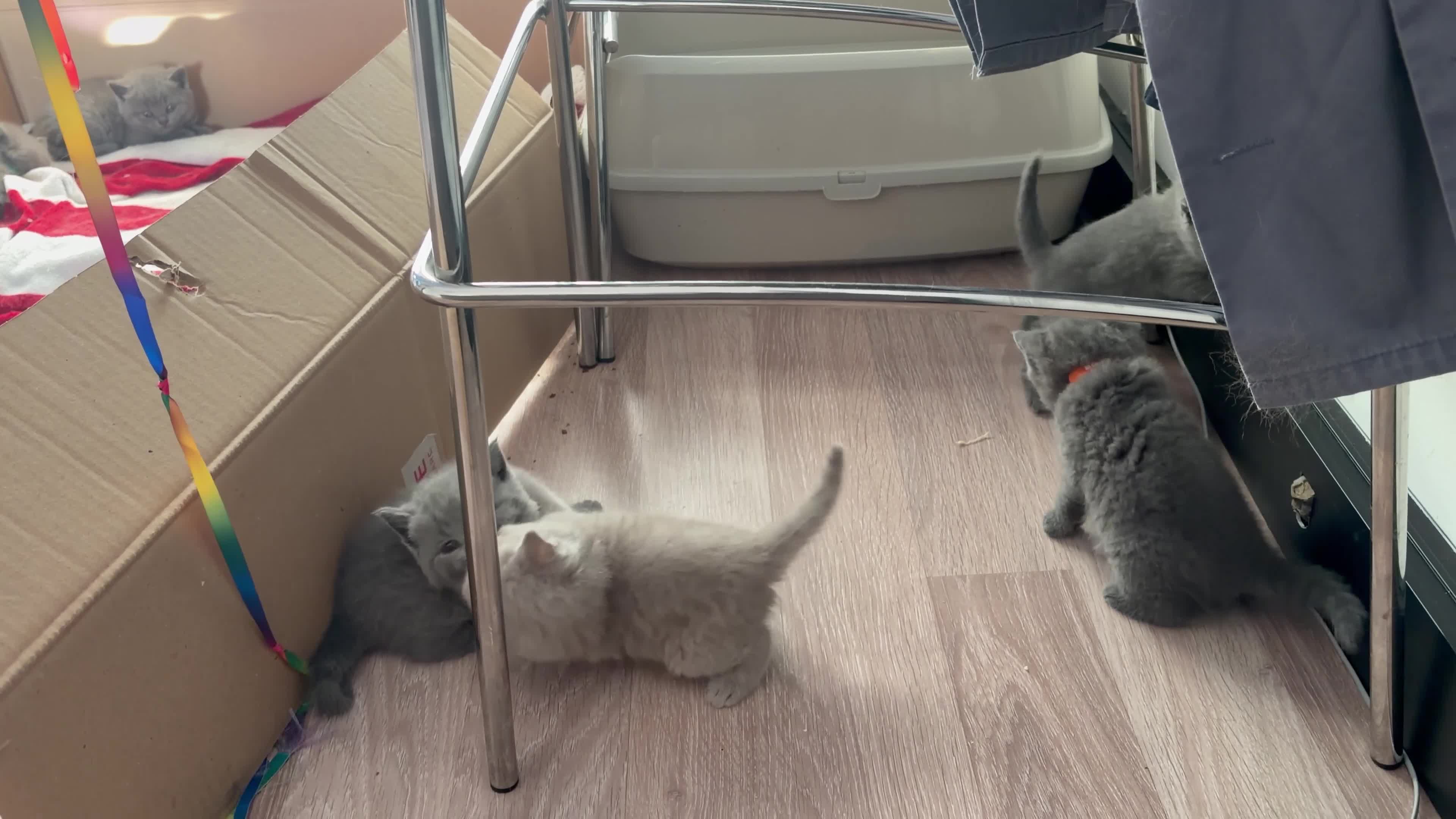 British Shorthair cats for sale: Beautiful British shorthair blue kittens - Video 1