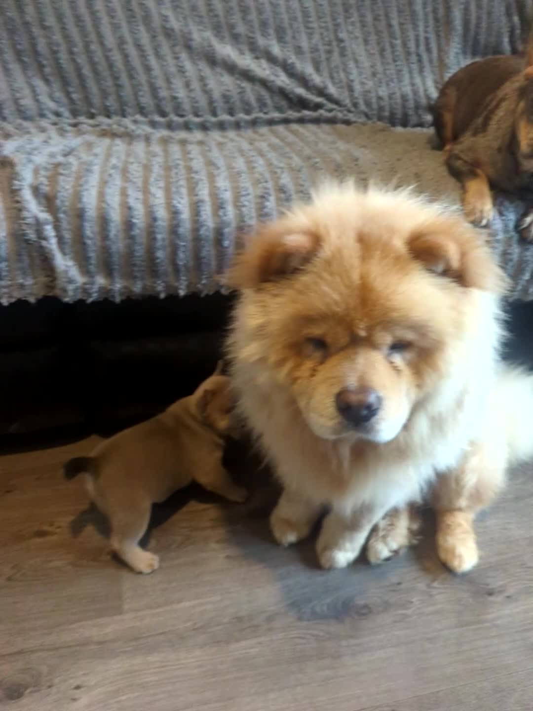 Mixed Breed dogs for sale: Beautiful Frenchie x chow chow puppies. - Video 1