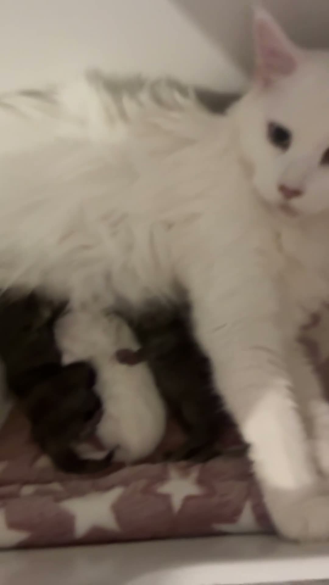 Maine Coon cats for sale: Beautiful White MaineCoons  - Video 1