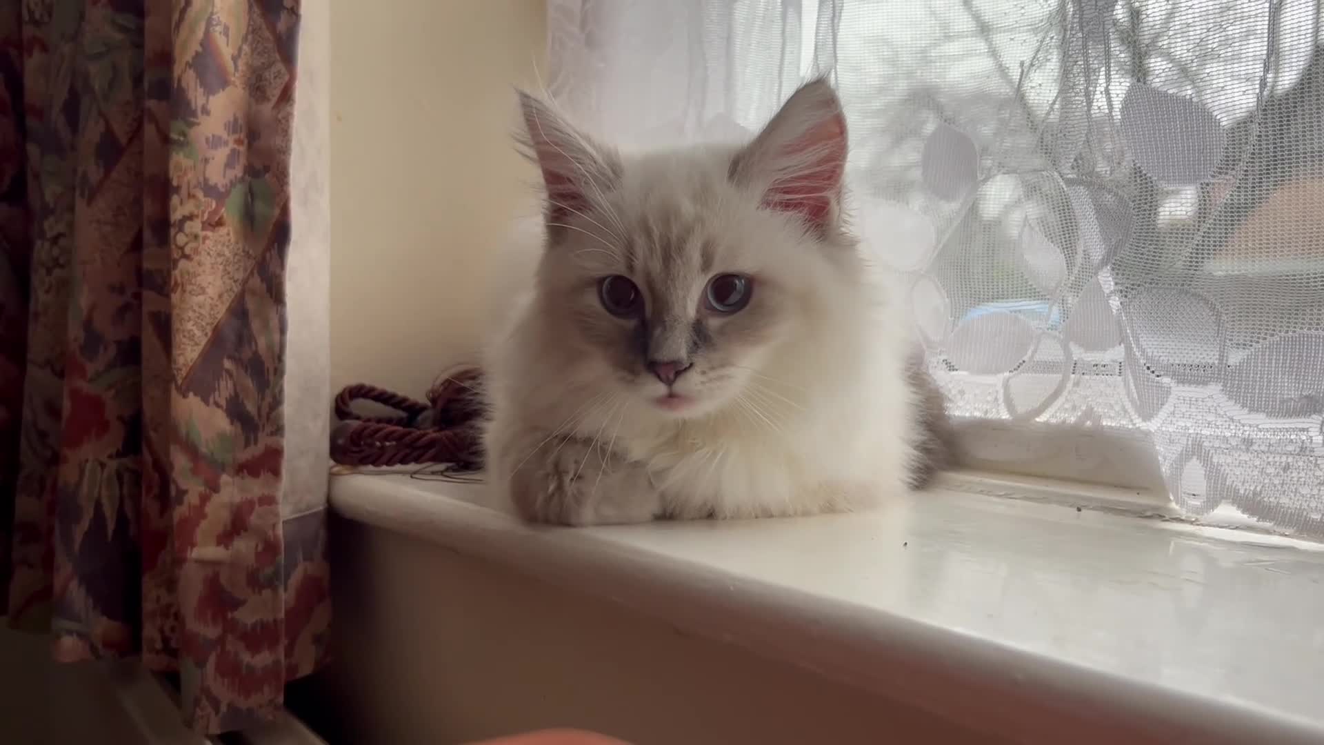 Siberian cats for sale: Sweet human friendly Siberians  - Video 4