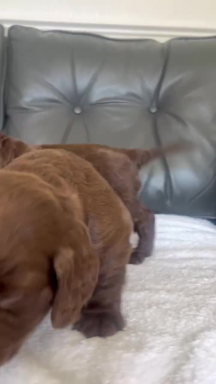 Cocker Spaniel dogs for sale: 🐶1 boy left🤎 chocolate working cocker spaniels  - Video 1