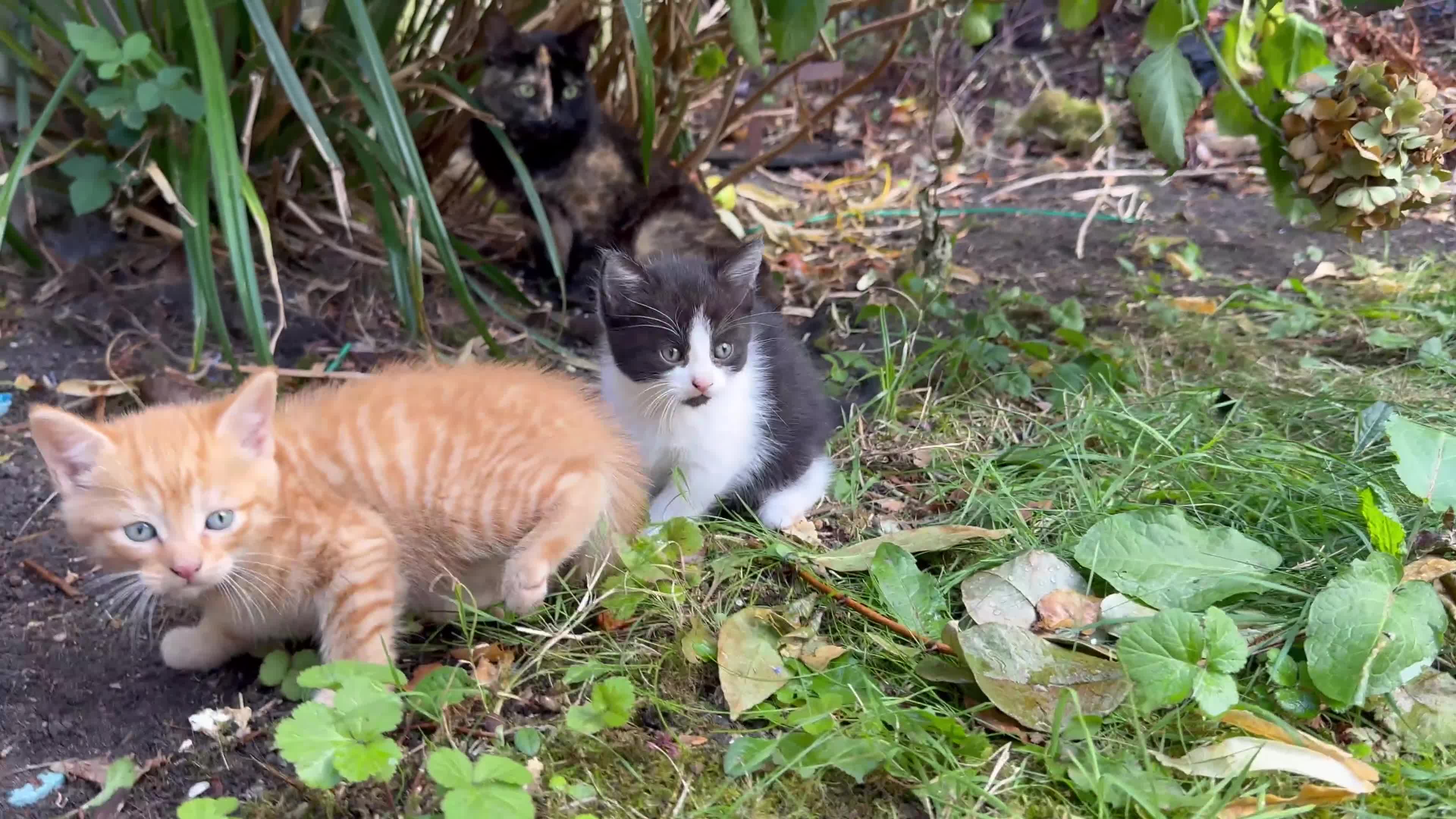 Mixed Breed cats for sale: Stunning Gingerbread male kitten - Video 1