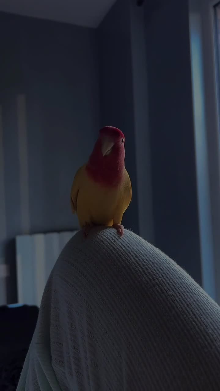 Lovebirds birds for sale: Peach faced lovebird  - Video 1