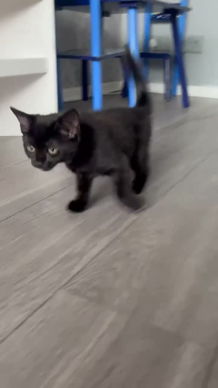 Mixed Breed cats for sale: Beautiful boy looking for forever home  - Video 1