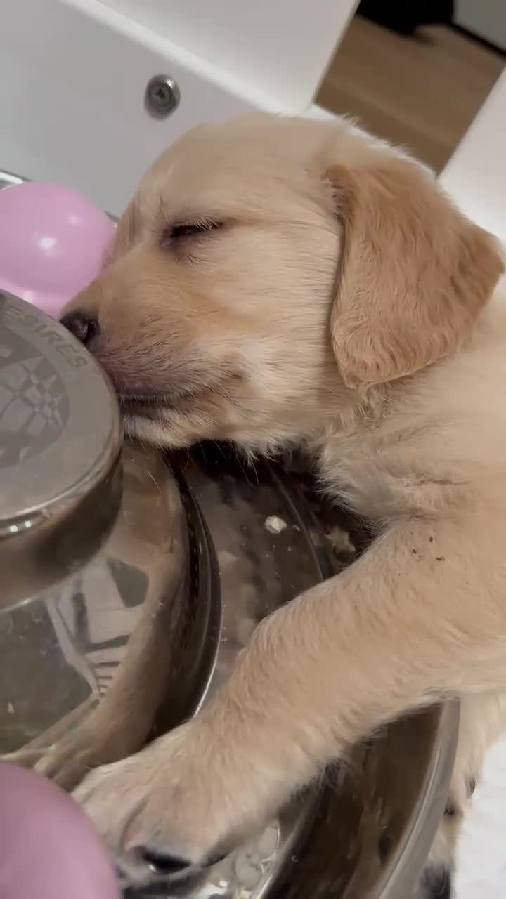 Golden Retriever dogs for sale: Beautiful Golden Retriever Puppies - Video 3