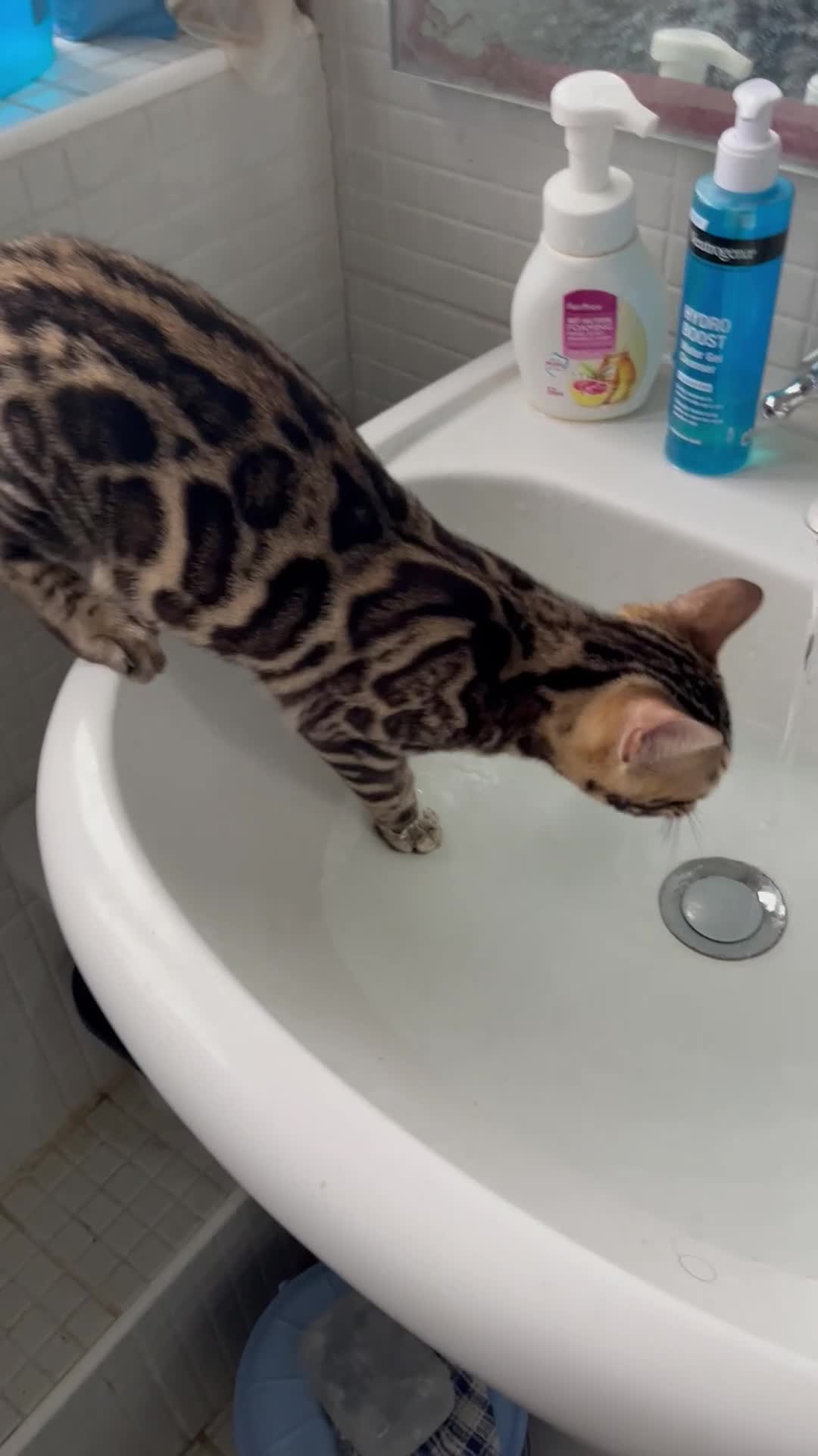 Bengal cats for sale: TICA registered female glitter coat 1year Bengal  - Video 1