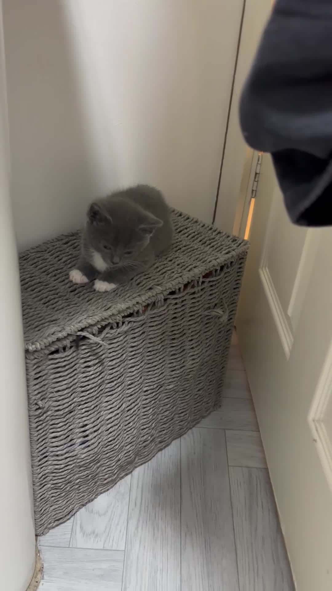 Mixed Breed cats for sale: Beautiful Kittens  - Video 1