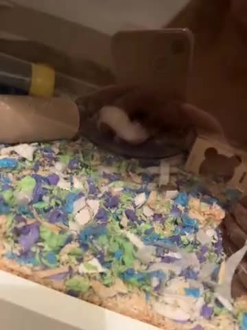 Mouse rodents for sale: Baby fancy mice waiting list  - Video 1