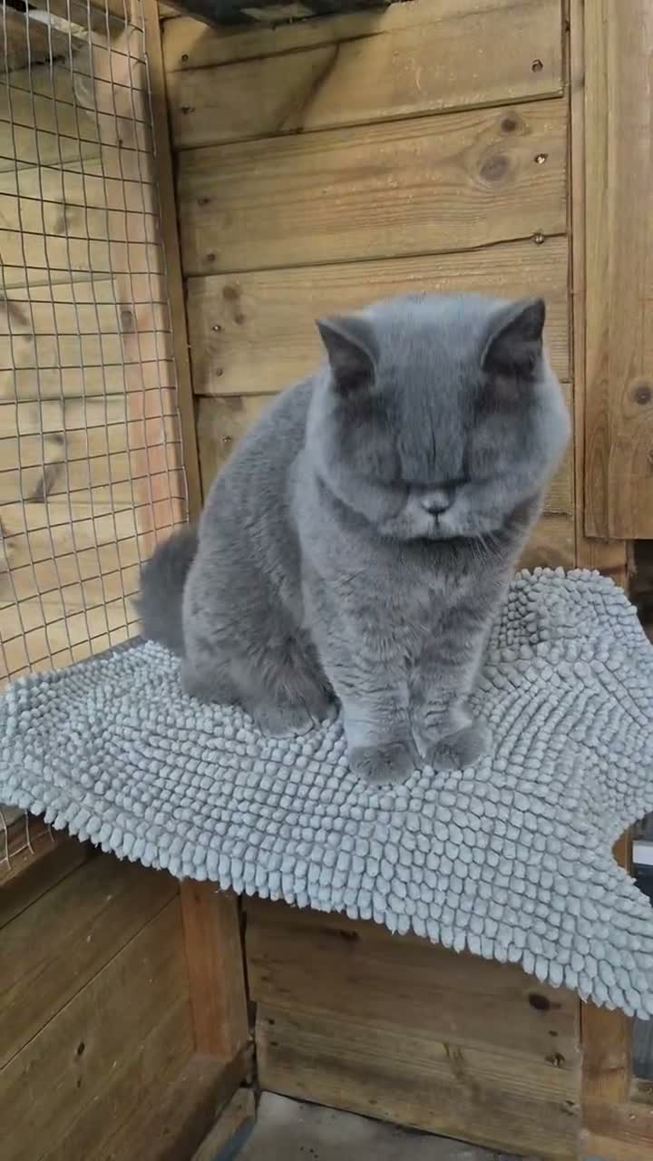 British Shorthair cats for sale: 💙Beautiful GCCF British Blue Adult Female  - Video 1