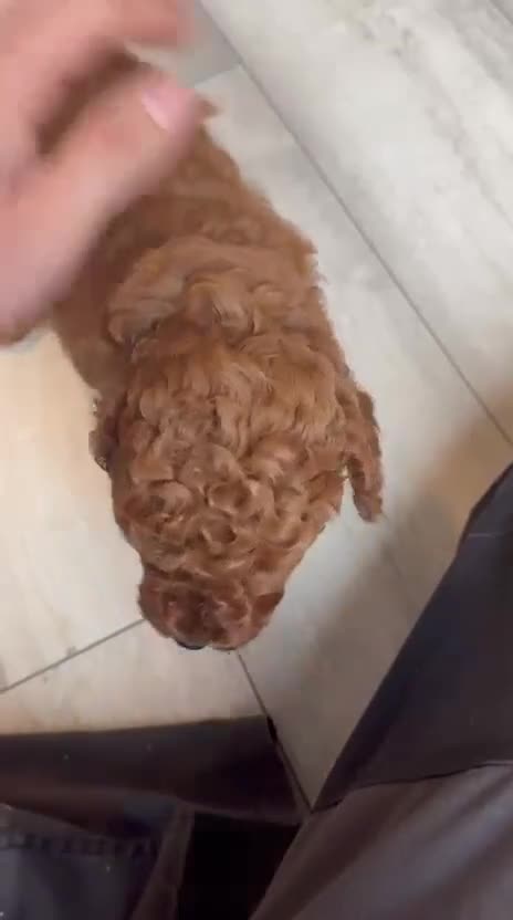 Labradoodle dogs for sale: Miniature Labradoodles - Video 3