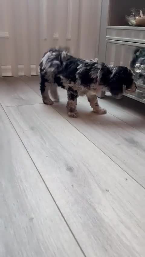 Cockapoo dogs for sale: Ready to go Stunning F1b Merle cockapoos  - Video 2