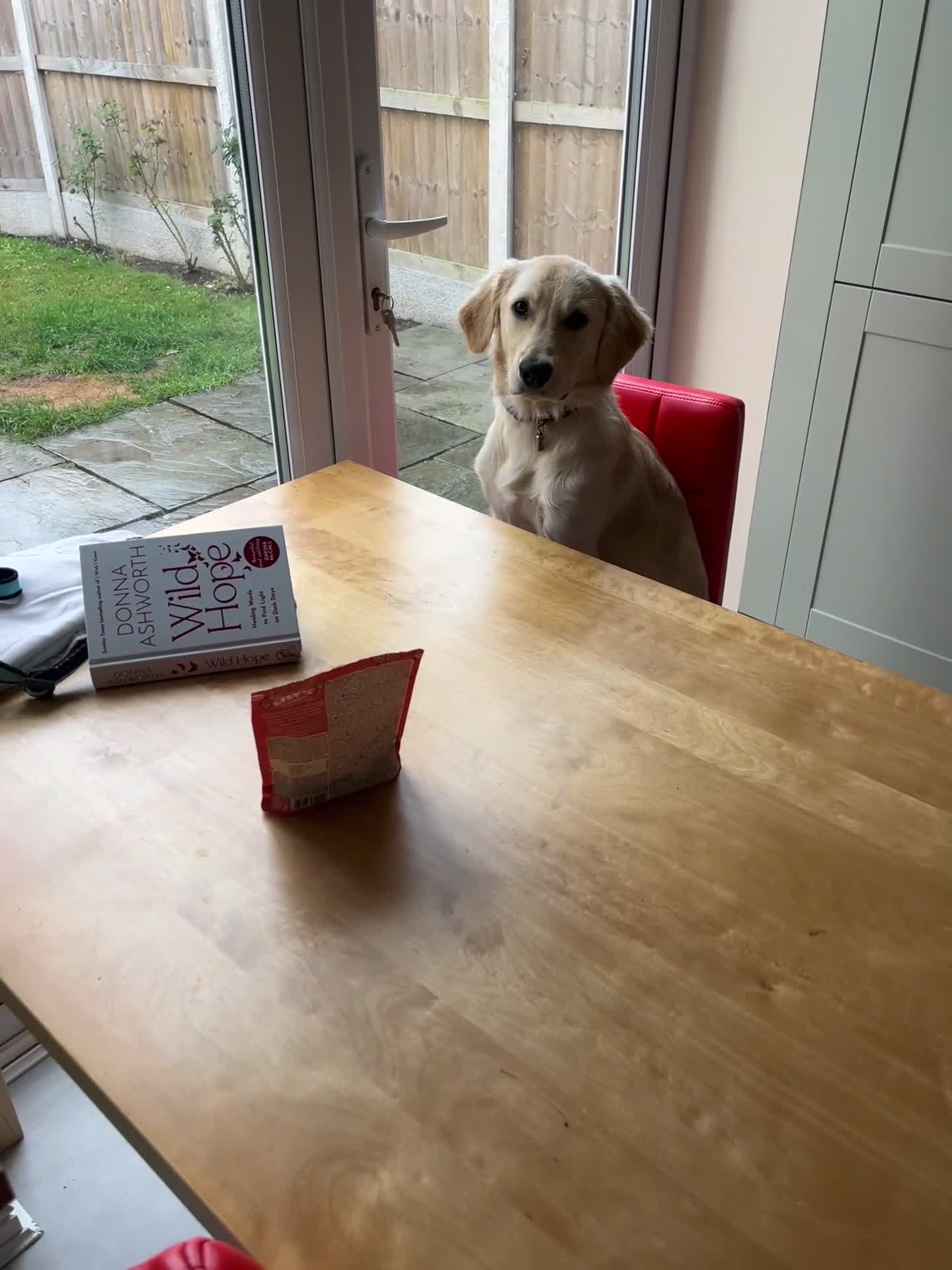 Golden Retriever dogs for sale: 7 month old Puppy looking for a Special Home  - Video 4