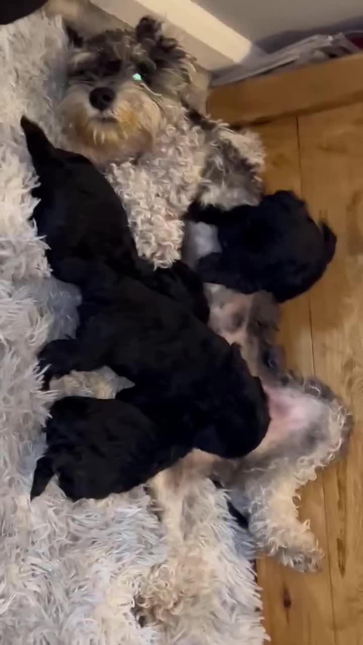 Mixed Breed dogs for sale: *READY NOW**F1 Toy schnoodles.  Reduced!!!!.  - Video 1
